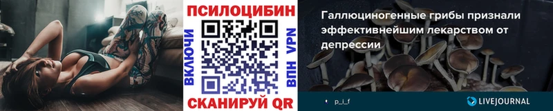 Галлюциногенные грибы Psilocybine cubensis  Купить где  Гусев 